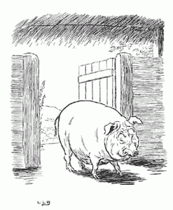 Disappointed mother Sow