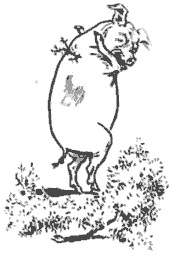 Second little pig