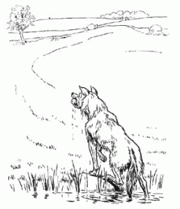 Wet wolf