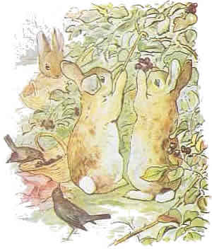 peterrabbit05