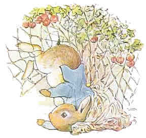 peterrabbit12
