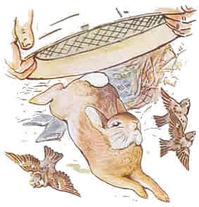 peterrabbit14