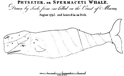 Picture of a Physeter or Spermaceti whale